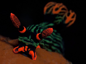 Nembrotha kubaryana. Tulamben, Bali by Doug Anderson 